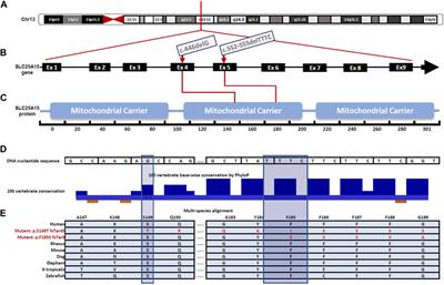 Clinical heterogeneity of hyperornithinemia-hyperammonemia-homocitrullinuria syndrome in thirteen palestinian patients and report of a novel variant in the SLC25A15 gene